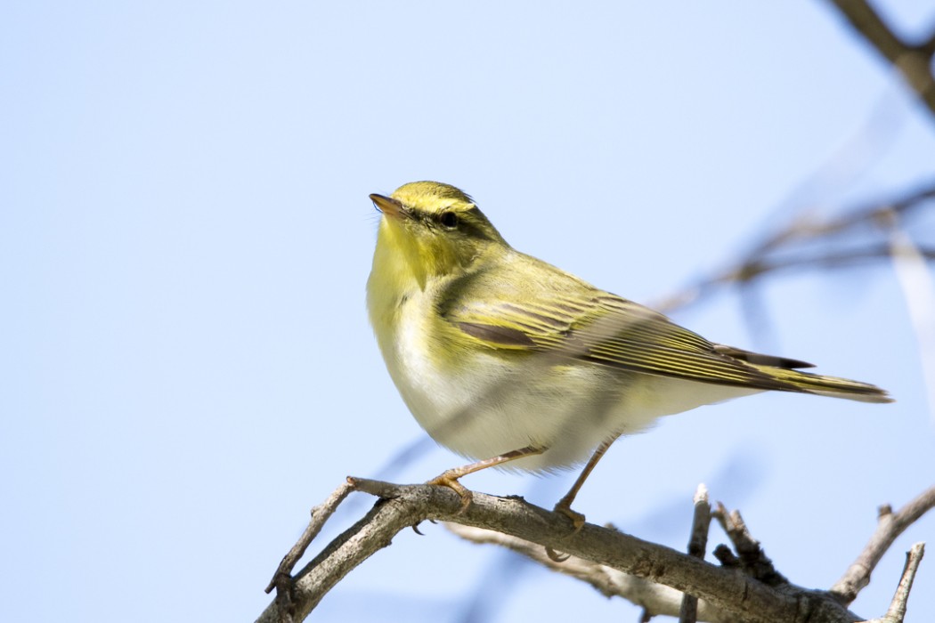 Wood Warbler