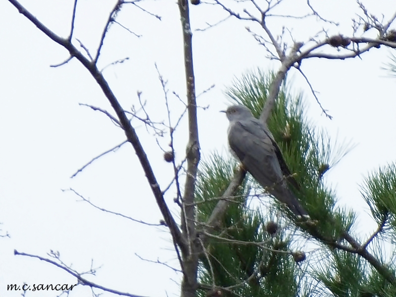 Common Cuckoo