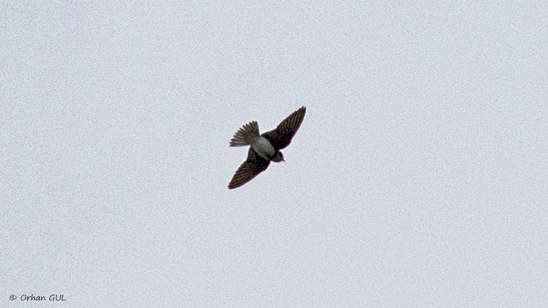 Sand Martin