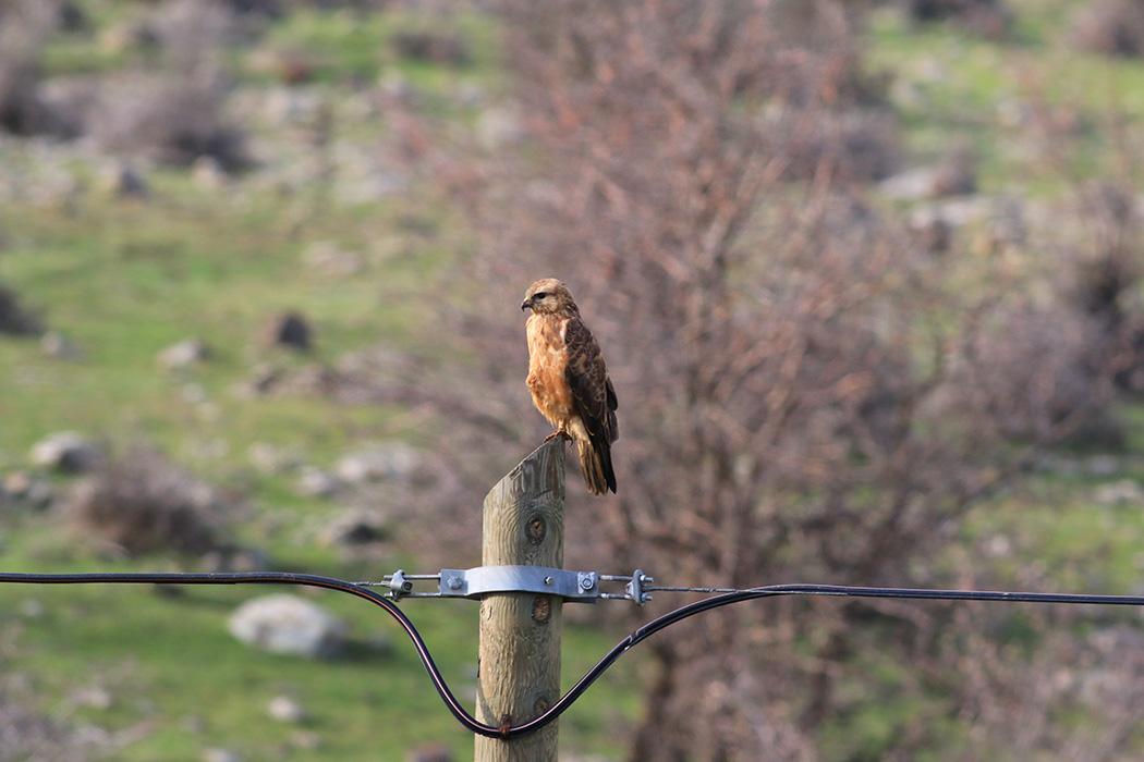 Long-legged Buzzard
