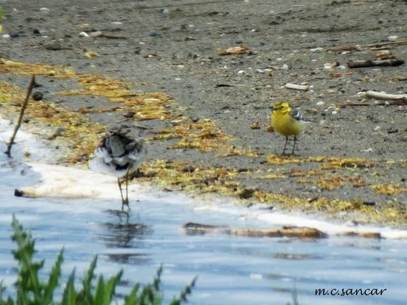 Citrine Wagtail