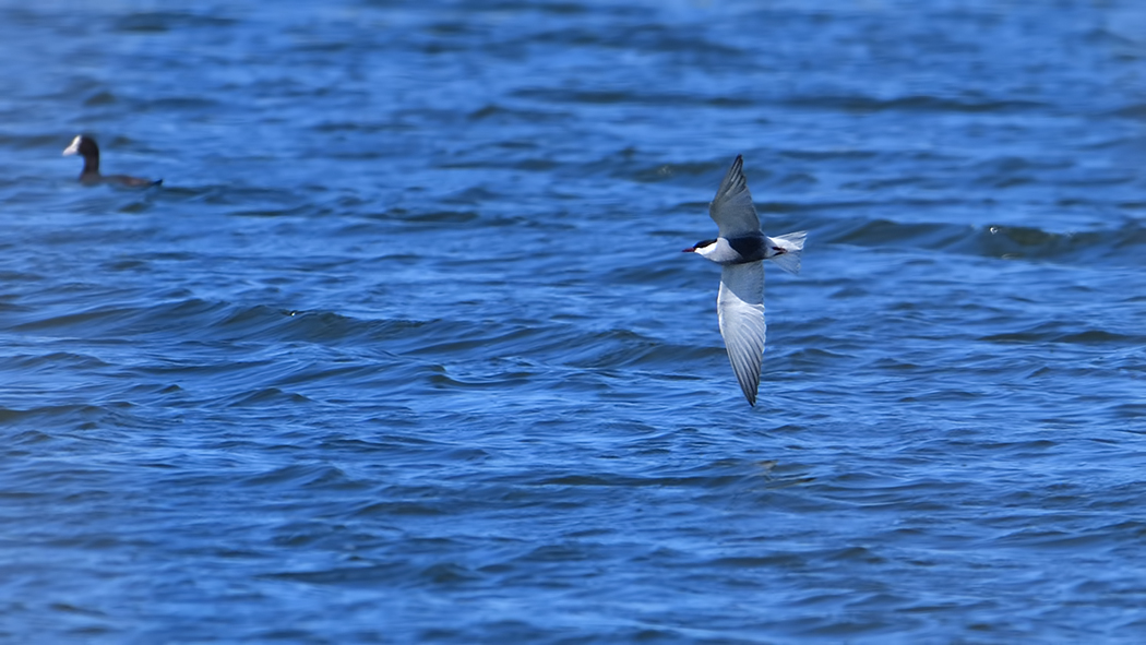 Whiskered Tern
