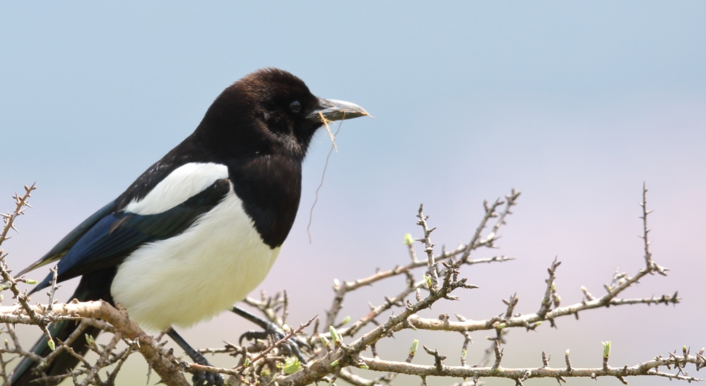 Eurasian Magpie