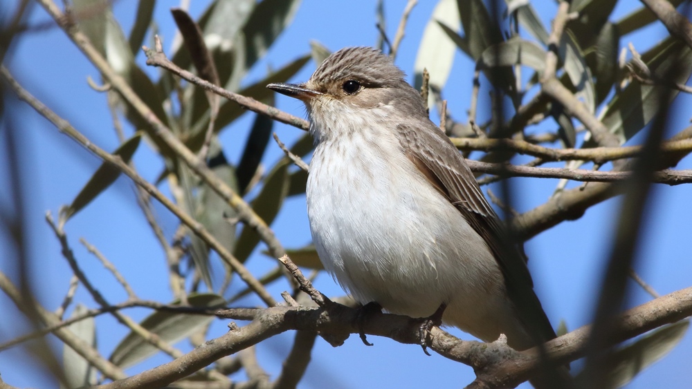 Spotted Flycatcher