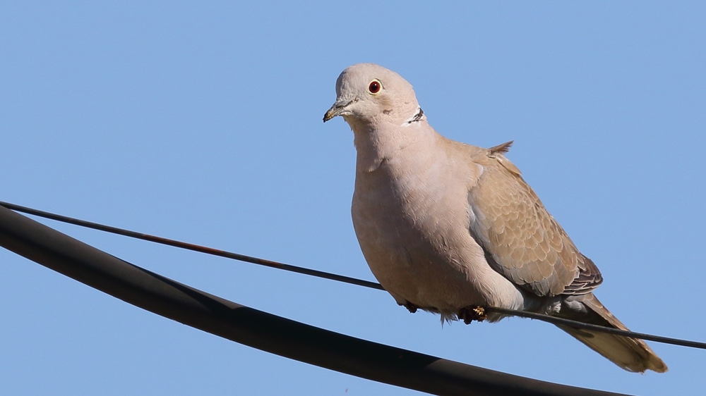 Eurasian Collared Dove