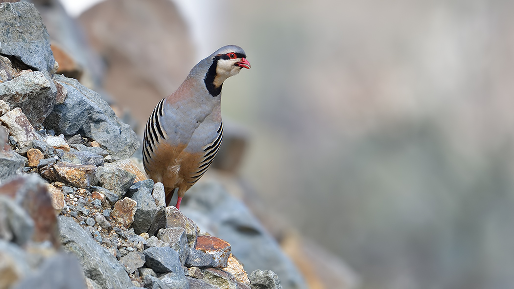 Chukar Partridge