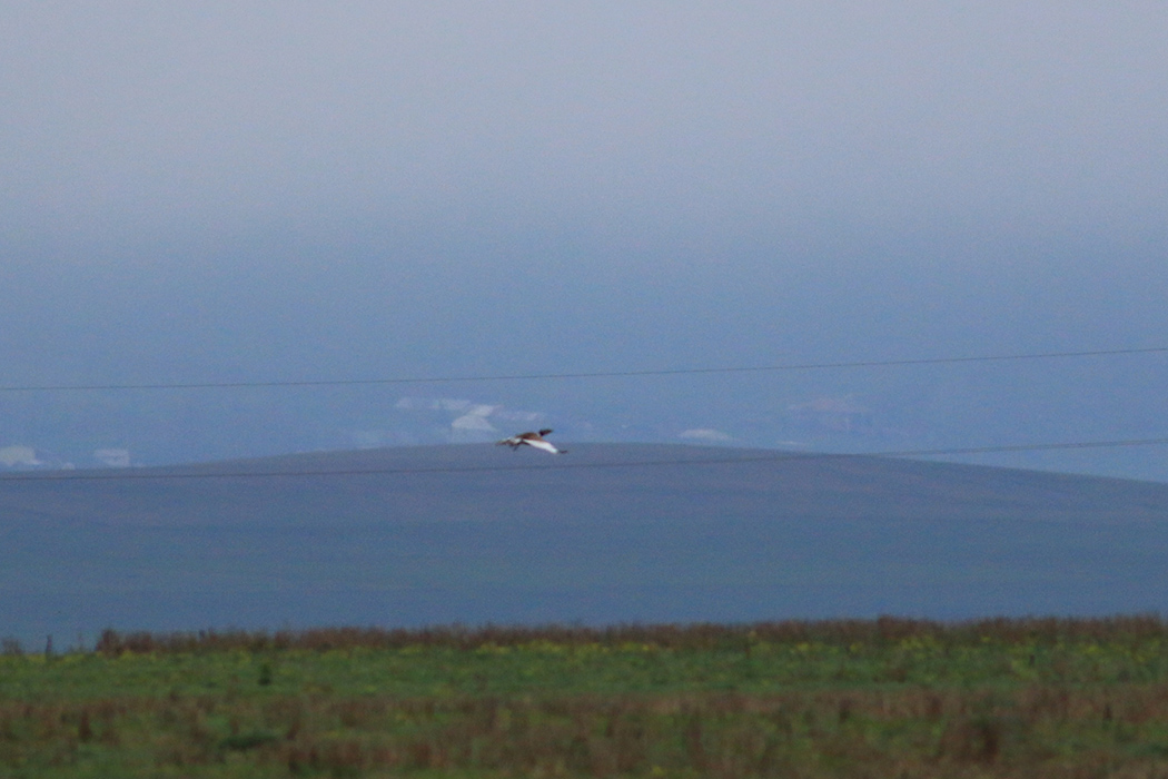 Great Bustard