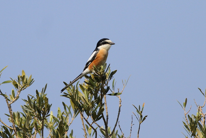 Masked Shrike