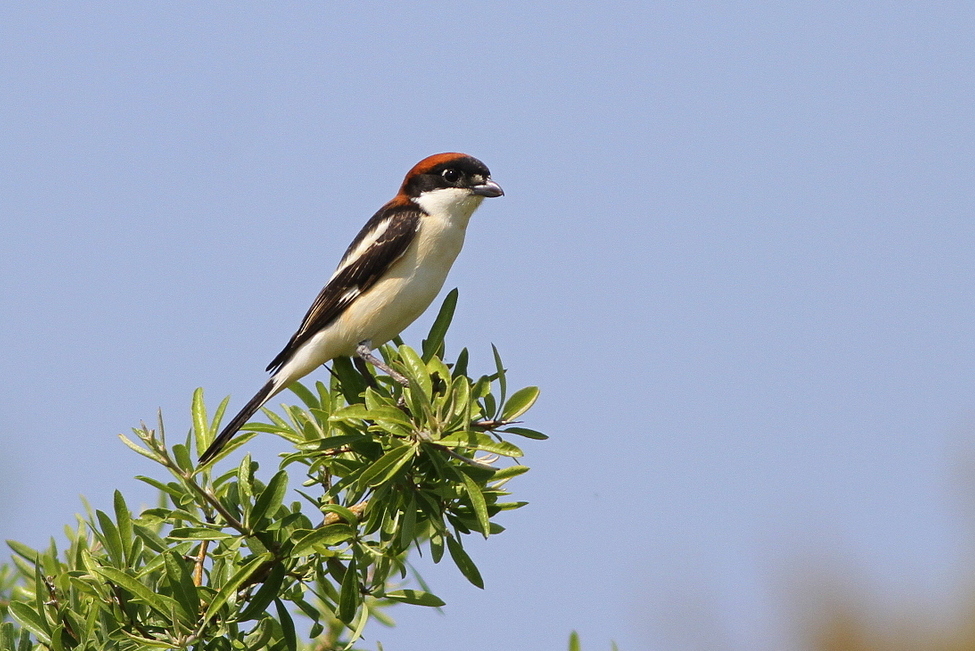 Woodchat Shrike