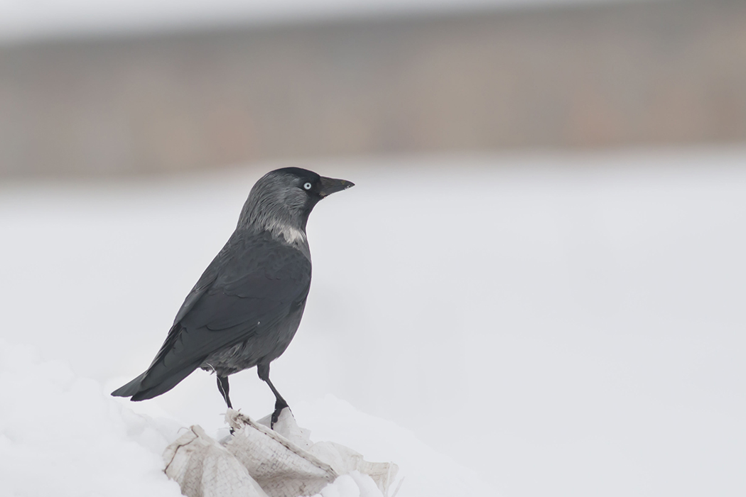 Western Jackdaw