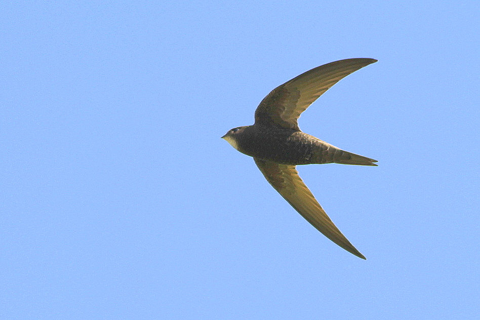 Pallid Swift