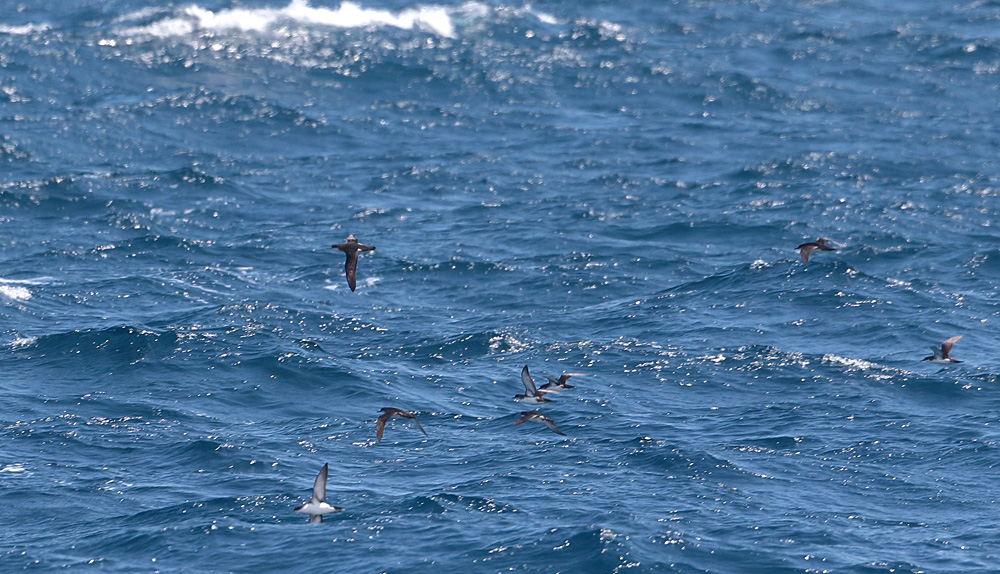Yelkouan Shearwater