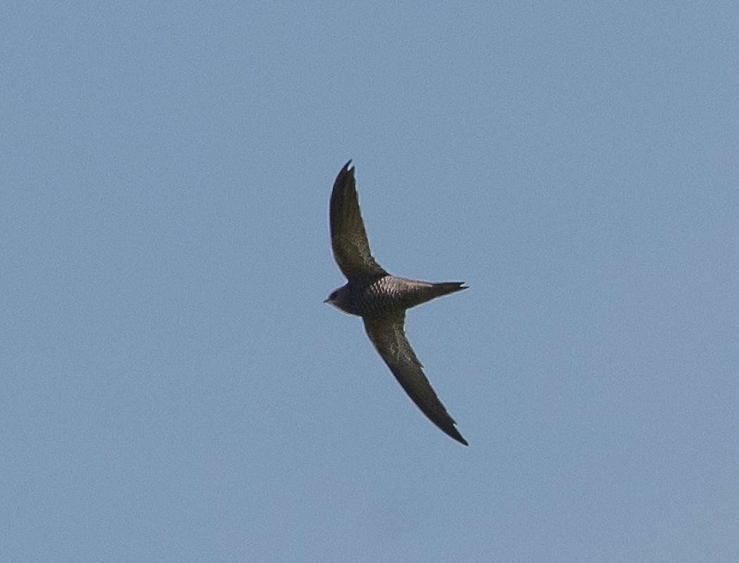 Pallid Swift