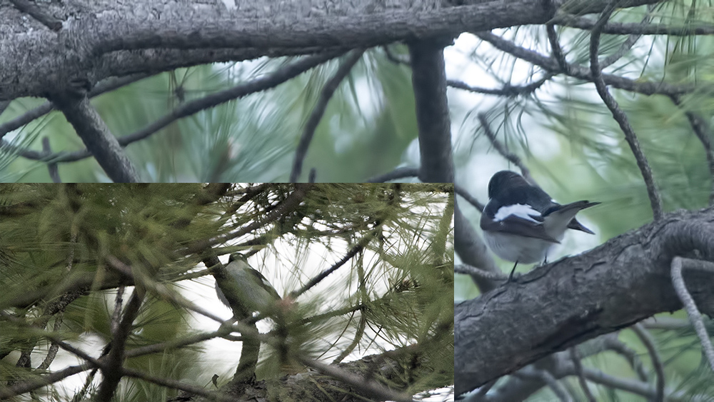 European Pied Flycatcher