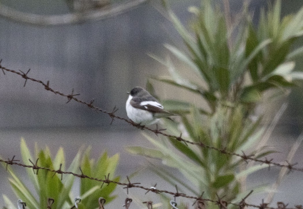 European Pied Flycatcher