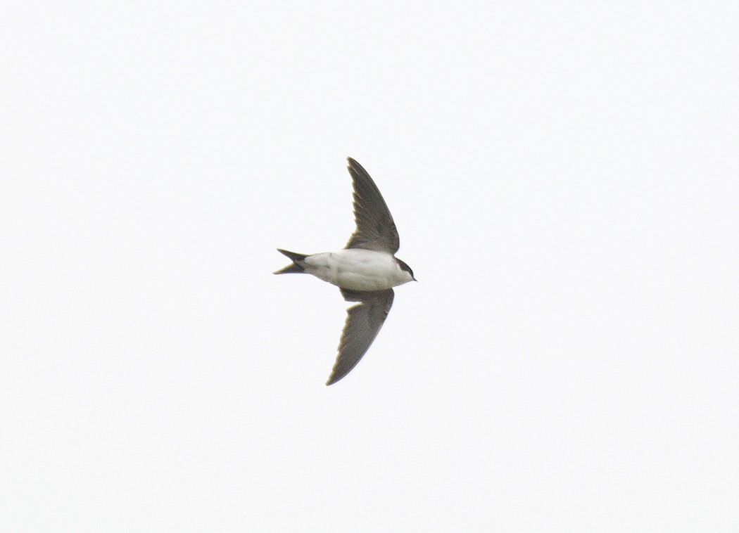 Common House Martin