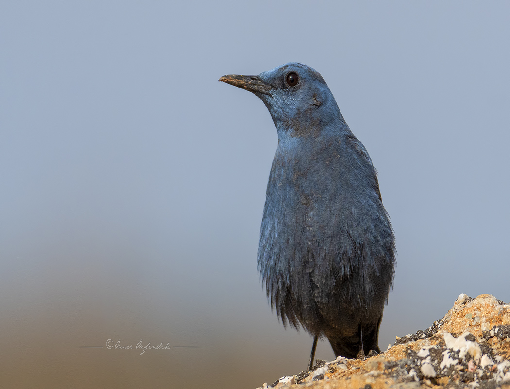 Blue Rock Thrush