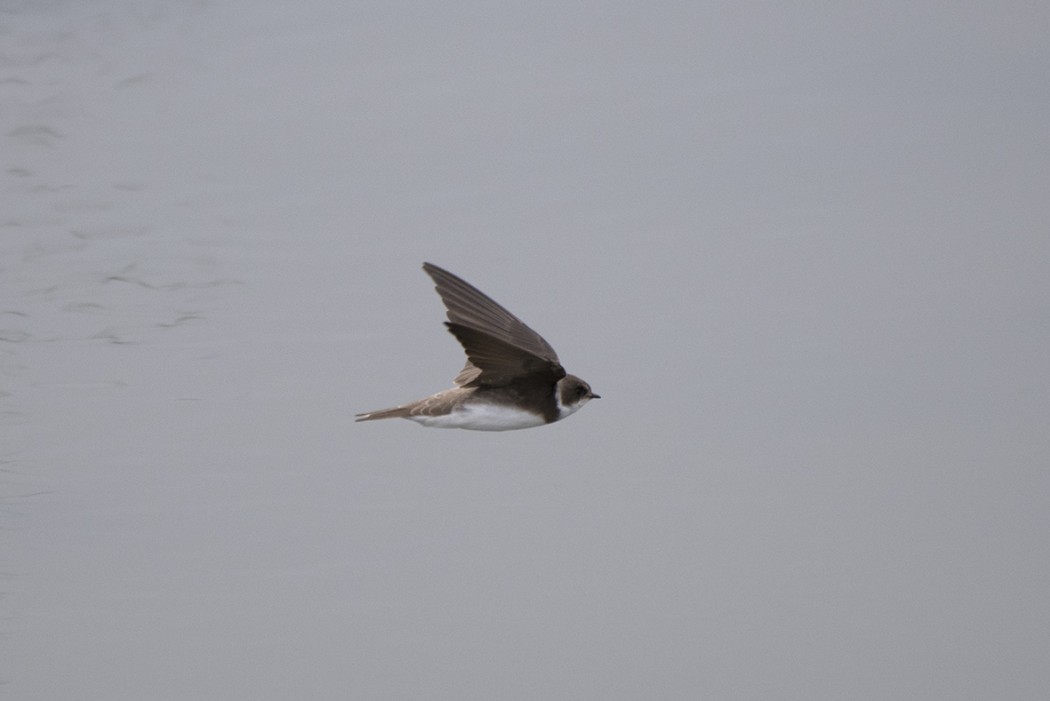 Sand Martin