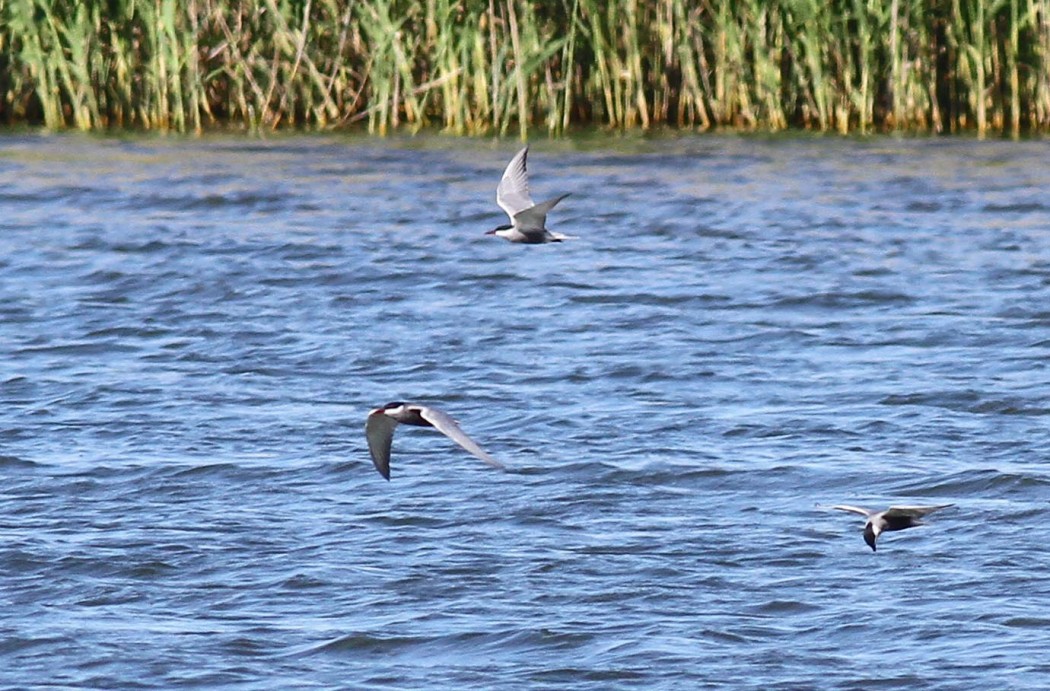 Whiskered Tern