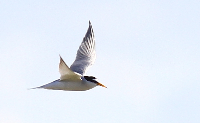 Little Tern