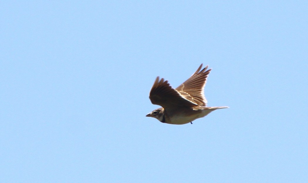 Calandra Lark