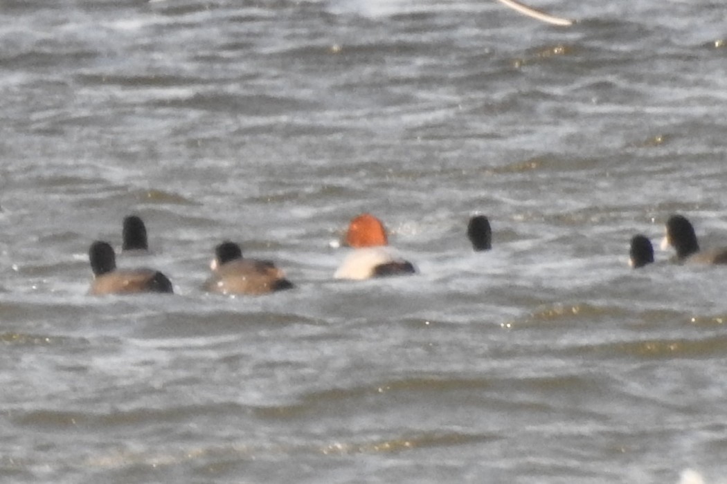 Common Pochard