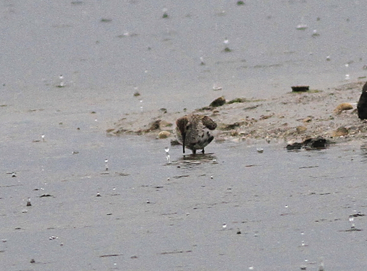 Dunlin