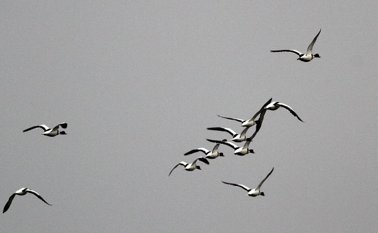 Common Shelduck
