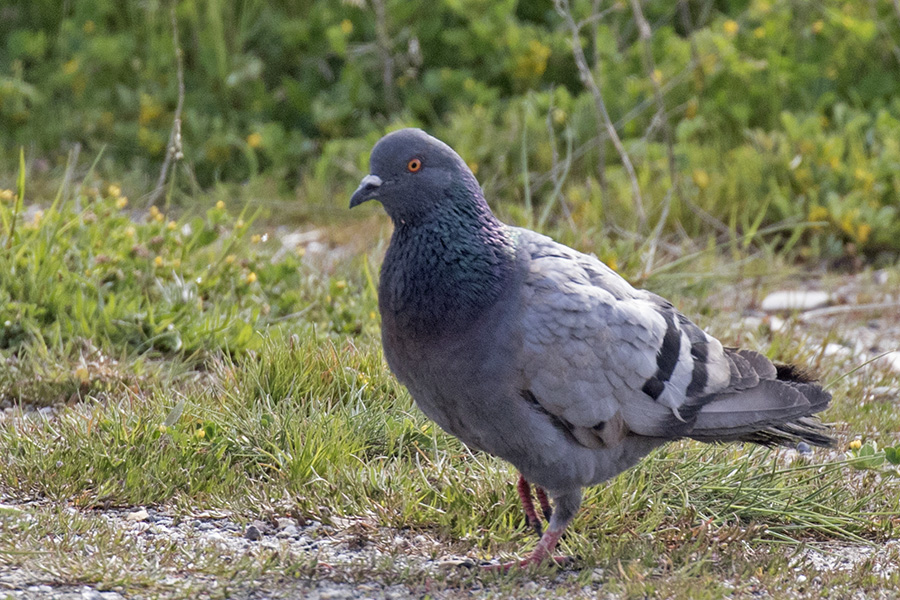 Rock Dove