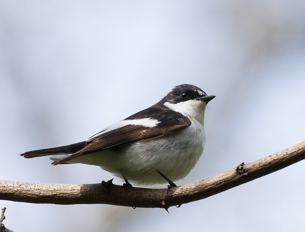 European Pied Flycatcher