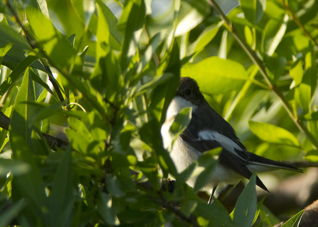 European Pied Flycatcher