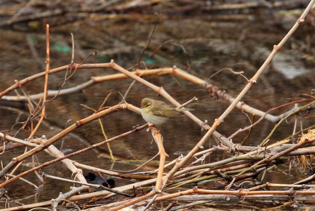 Wood Warbler