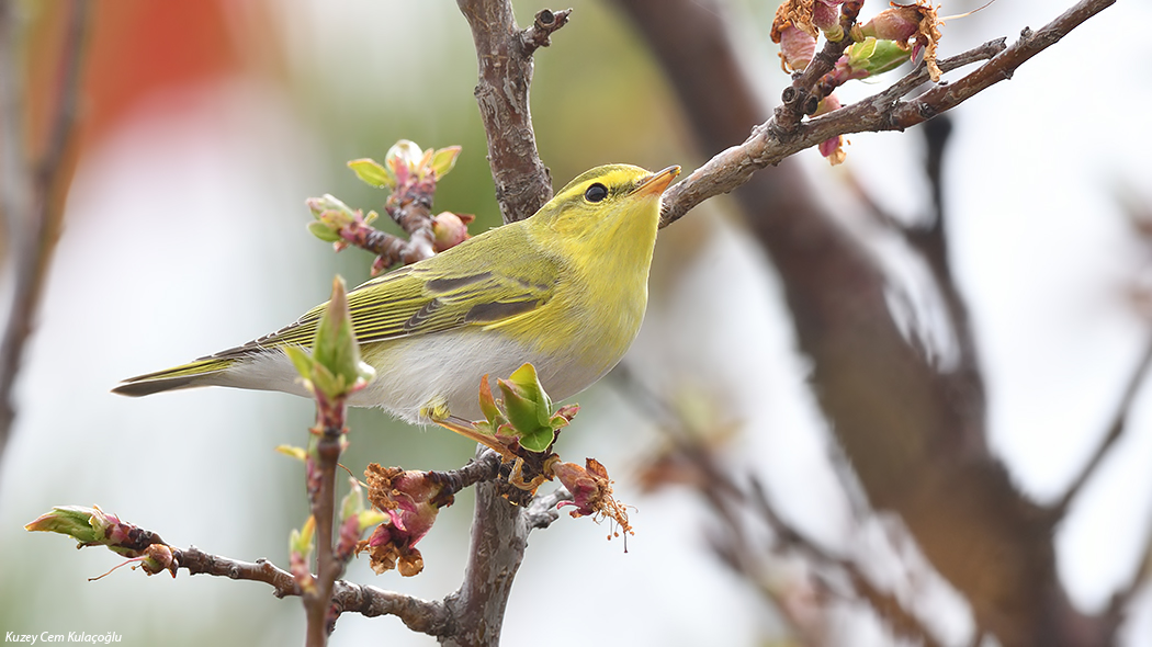 Wood Warbler