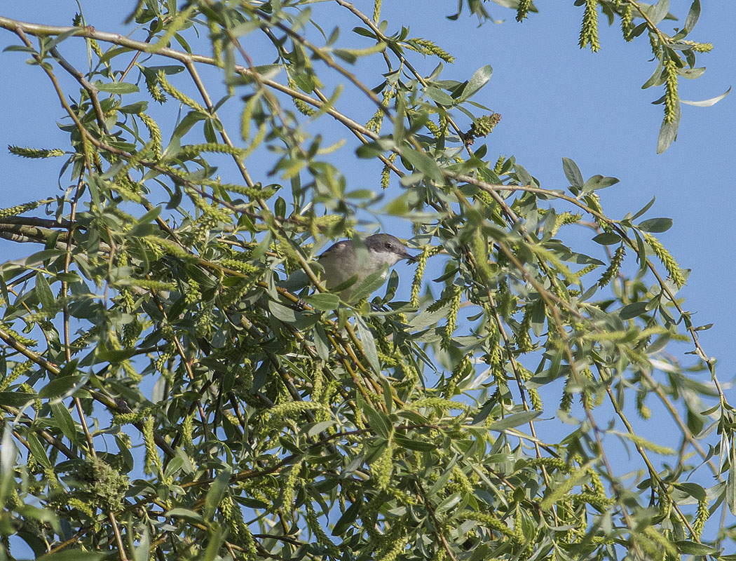 Eastern Orphean Warbler