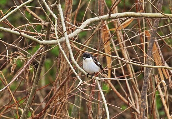 European Pied Flycatcher