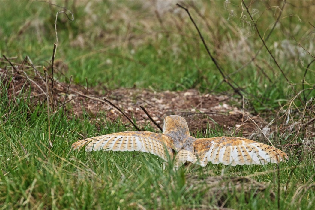 Western Barn Owl