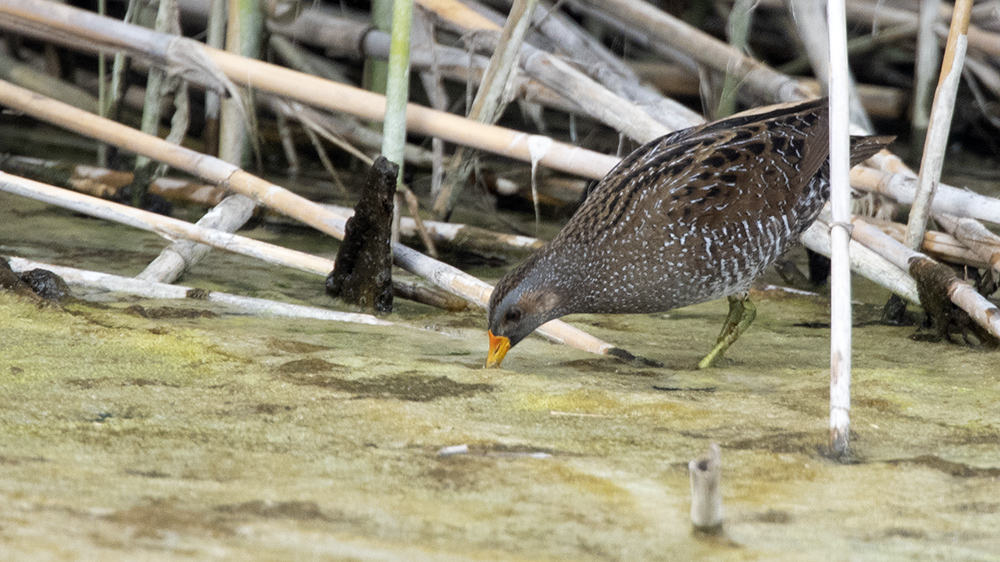 Spotted Crake
