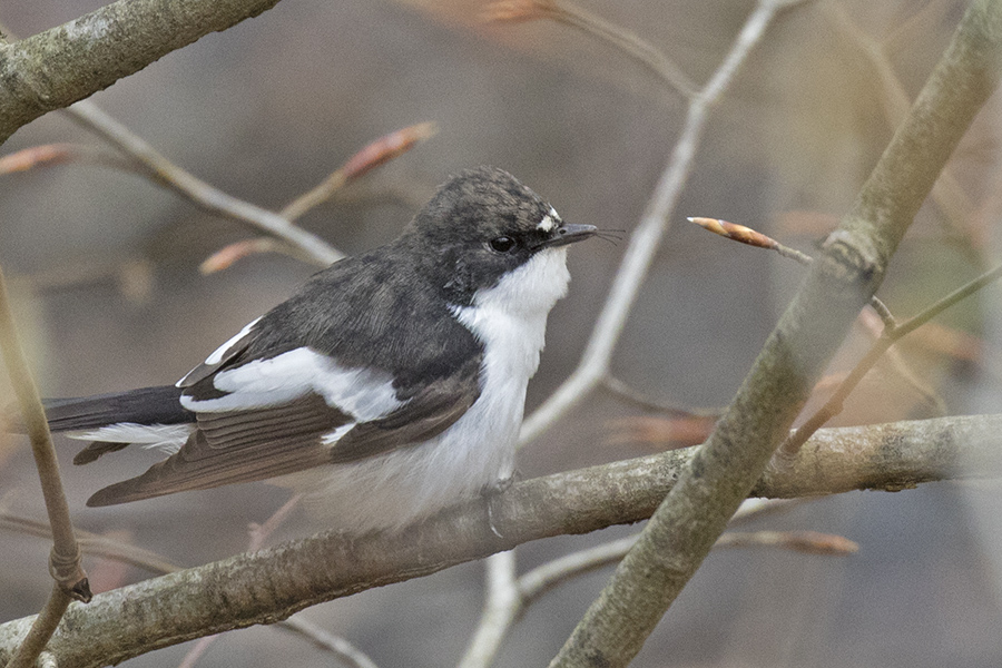 European Pied Flycatcher