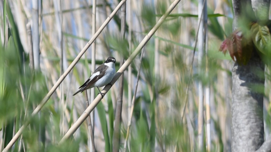 European Pied Flycatcher