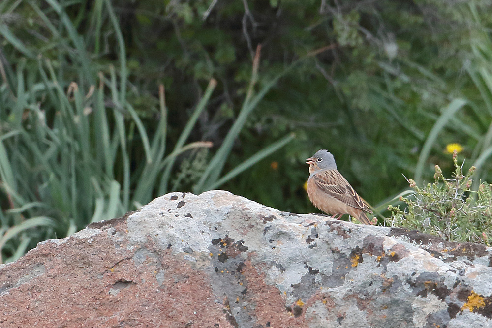 Cretzschmar`s Bunting
