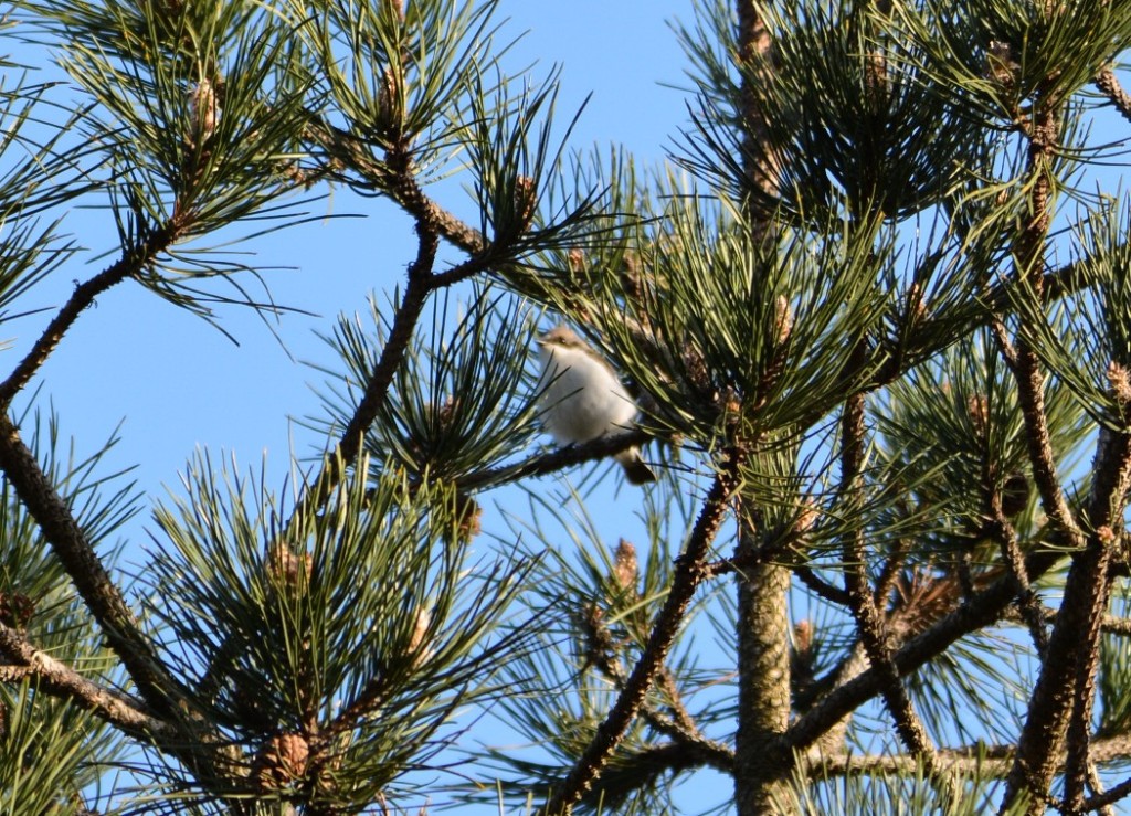 European Pied Flycatcher