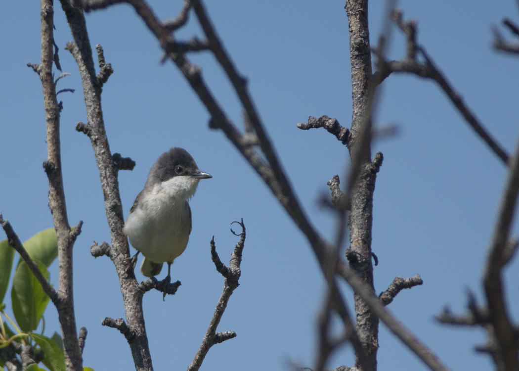 Eastern Orphean Warbler