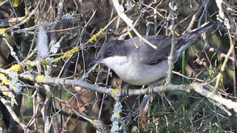 Eastern Orphean Warbler