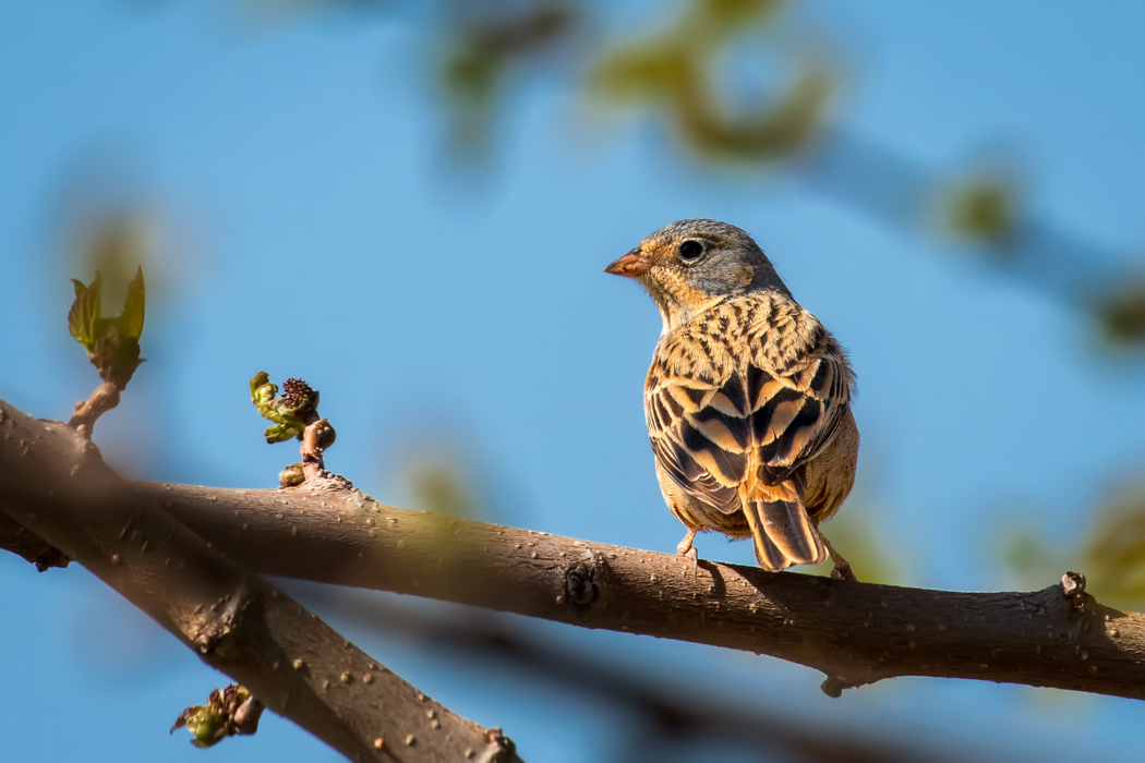 Cretzschmar`s Bunting
