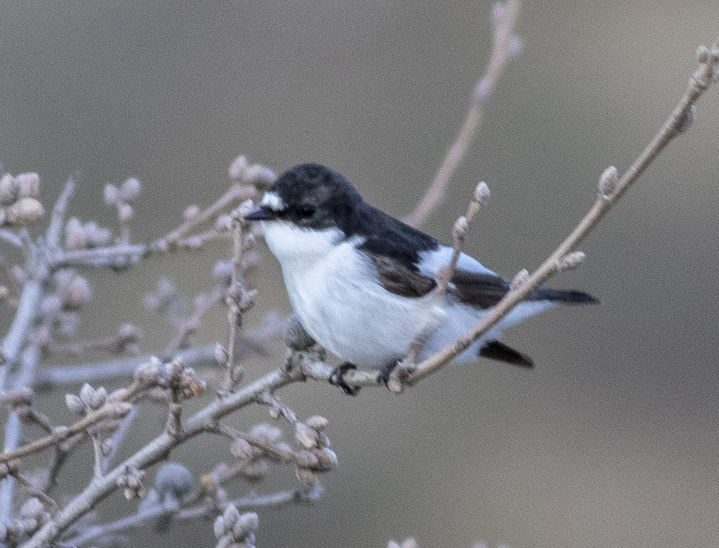 European Pied Flycatcher