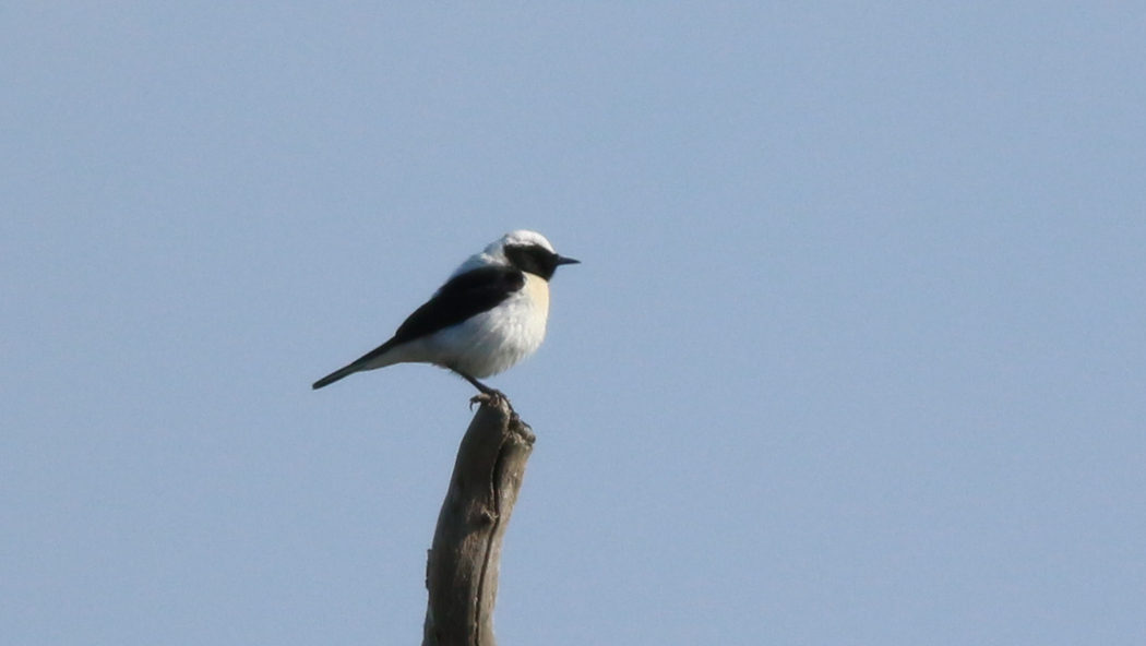 Black-eared Wheatear