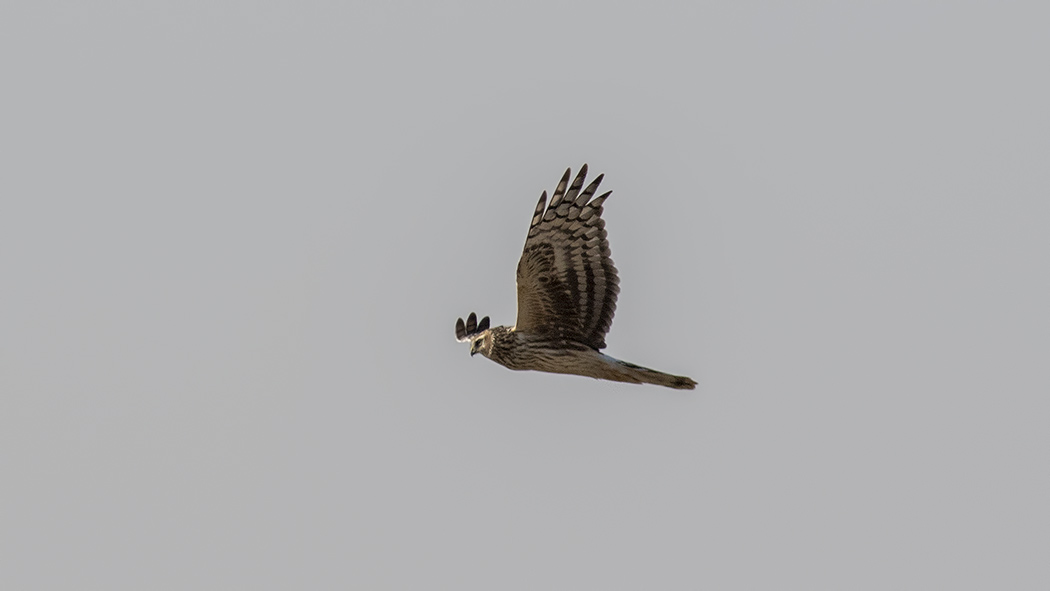 Hen Harrier