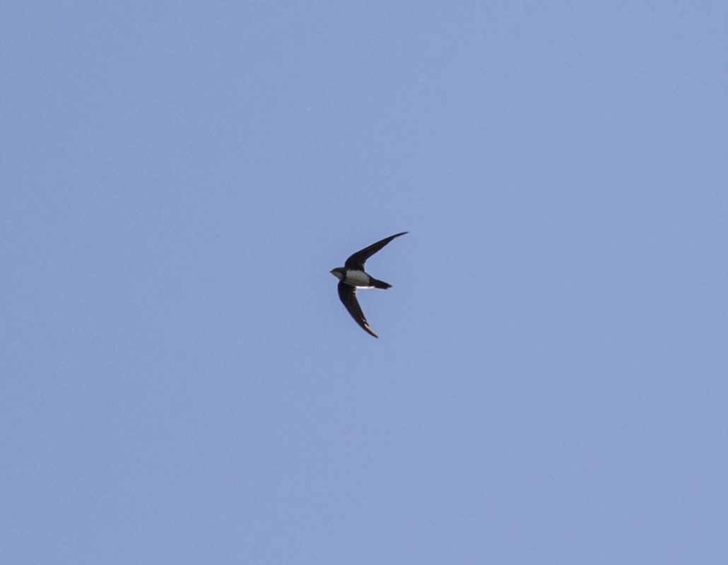 Alpine Swift