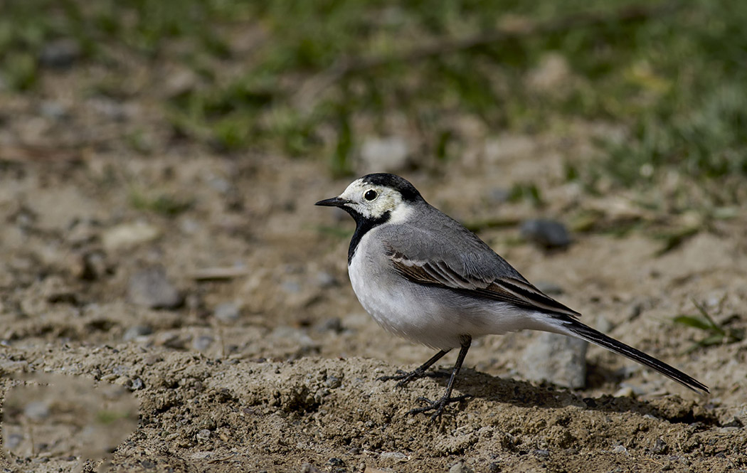 White Wagtail