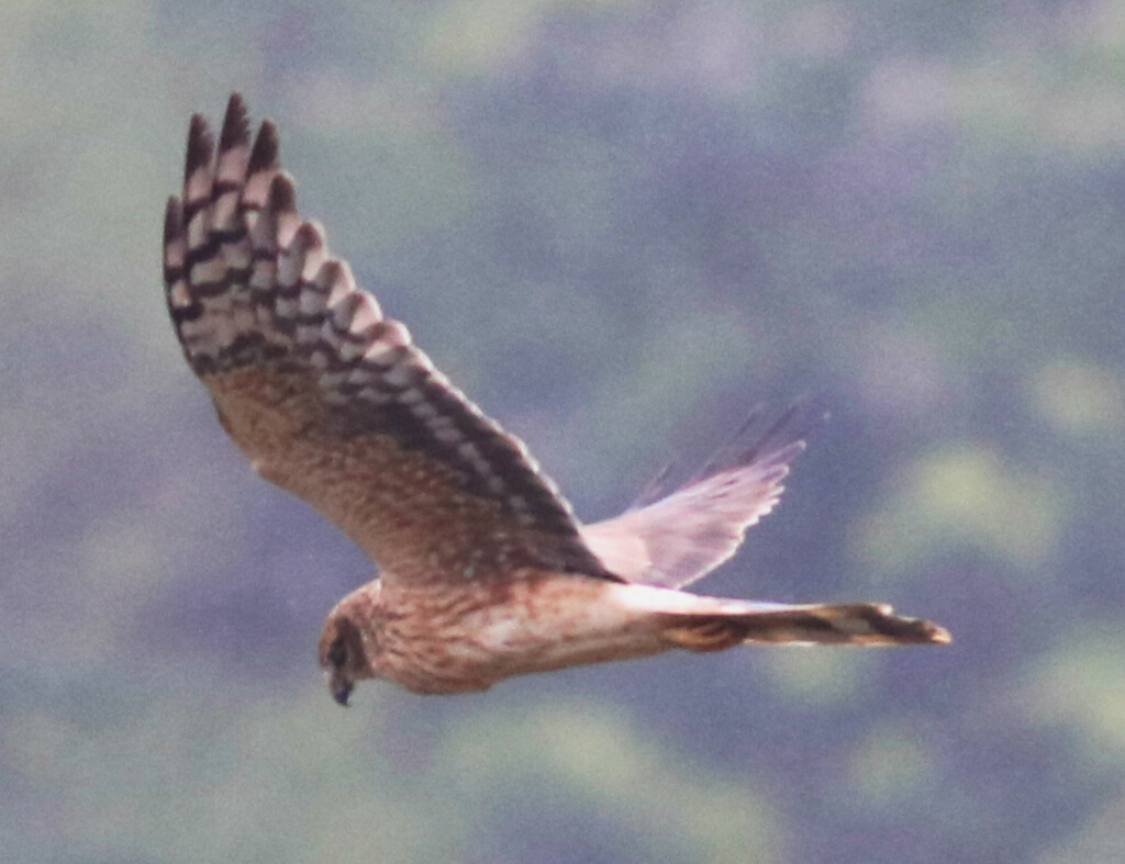 Montagu`s Harrier
